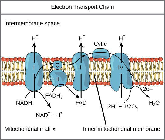 Hücresel Solunum Nedir? İç mitokondriyal zara gömülü elektron taşıma zinciri