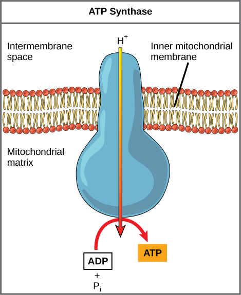 Hücresel Solunum Nedir? İç mitokondriyal membrana gömülü bir ATP sentaz enzimi