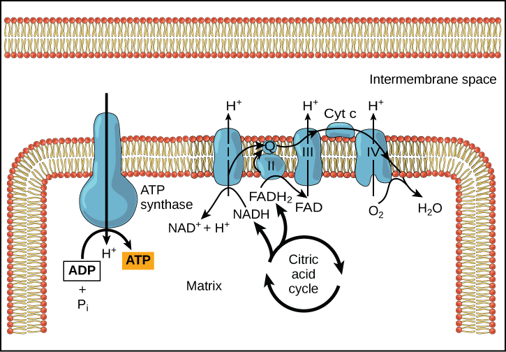 Hücresel Solunum Nedir? Elektron taşıma zincirini, iç mitokondriyal zara gömülü ATP sentaz enzimini ve mitokondriyal matriste meydana gelen sitrik asit döngüsü